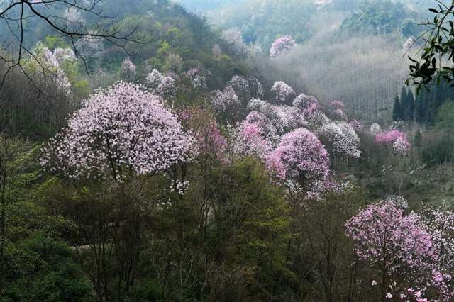 好词好句好段摘抄大全小学四年级