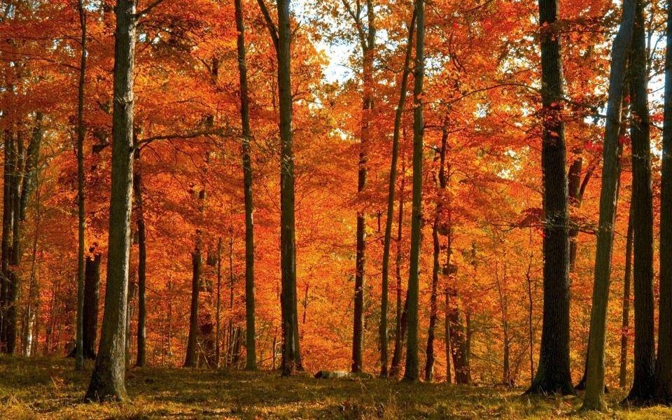 秋天的唯美句子 描写秋天景色优美句子